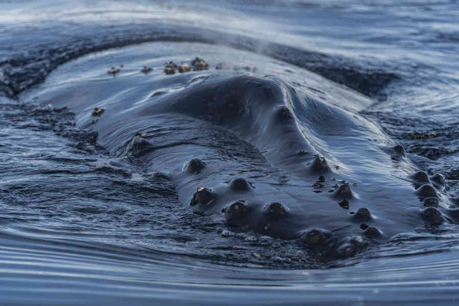 Ballena Minke - Antártida 22.jpg
